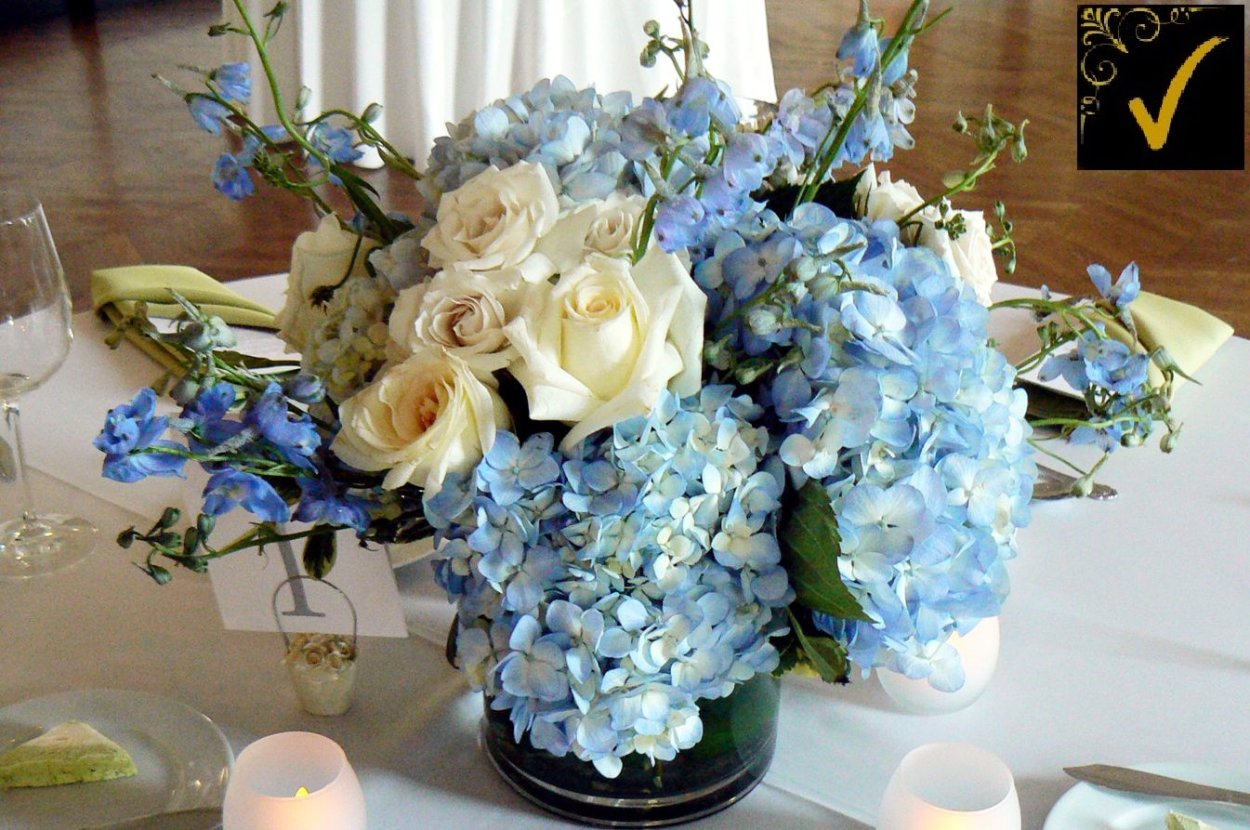 Гортензия в ведре