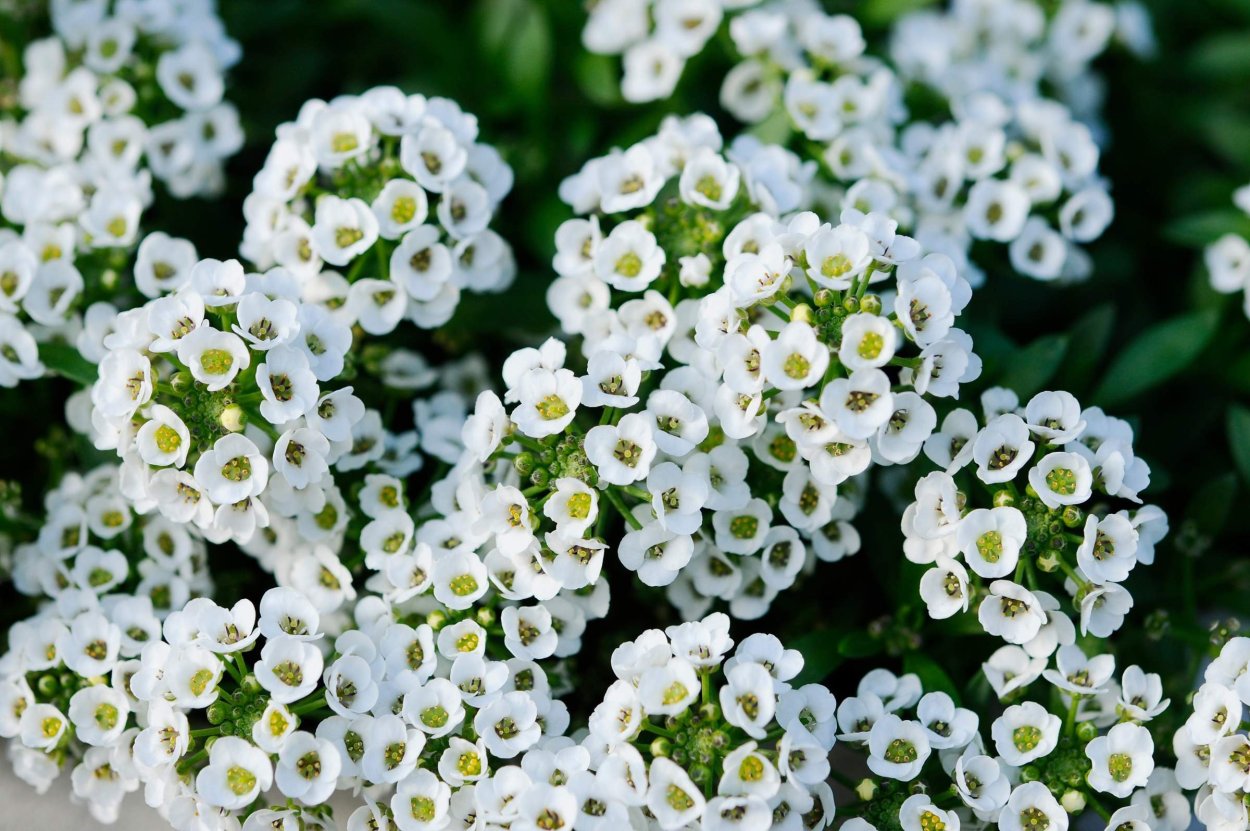 Пчела на желтом цветке