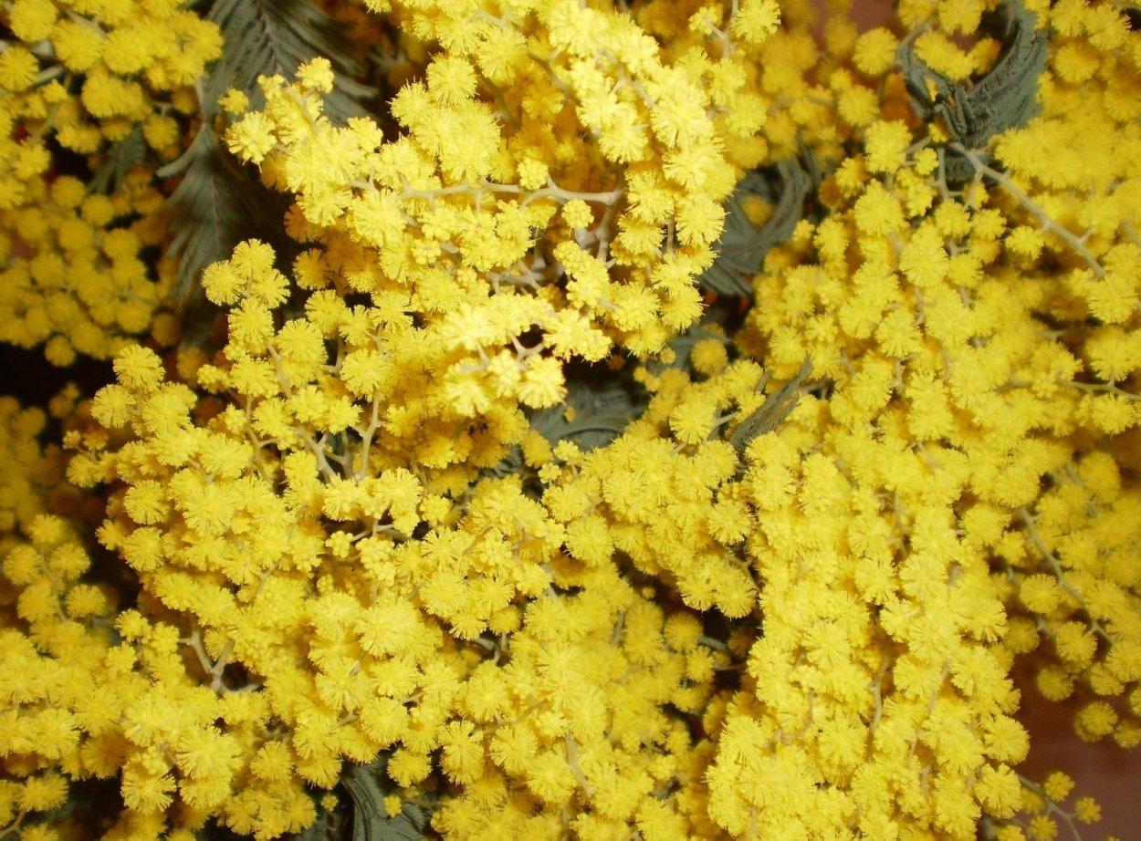 Алиссум скальный