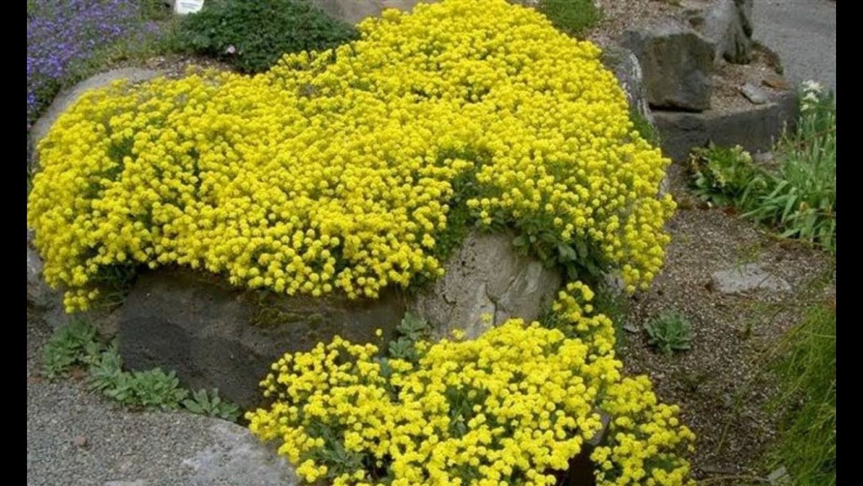 Лютик бокоцветковый