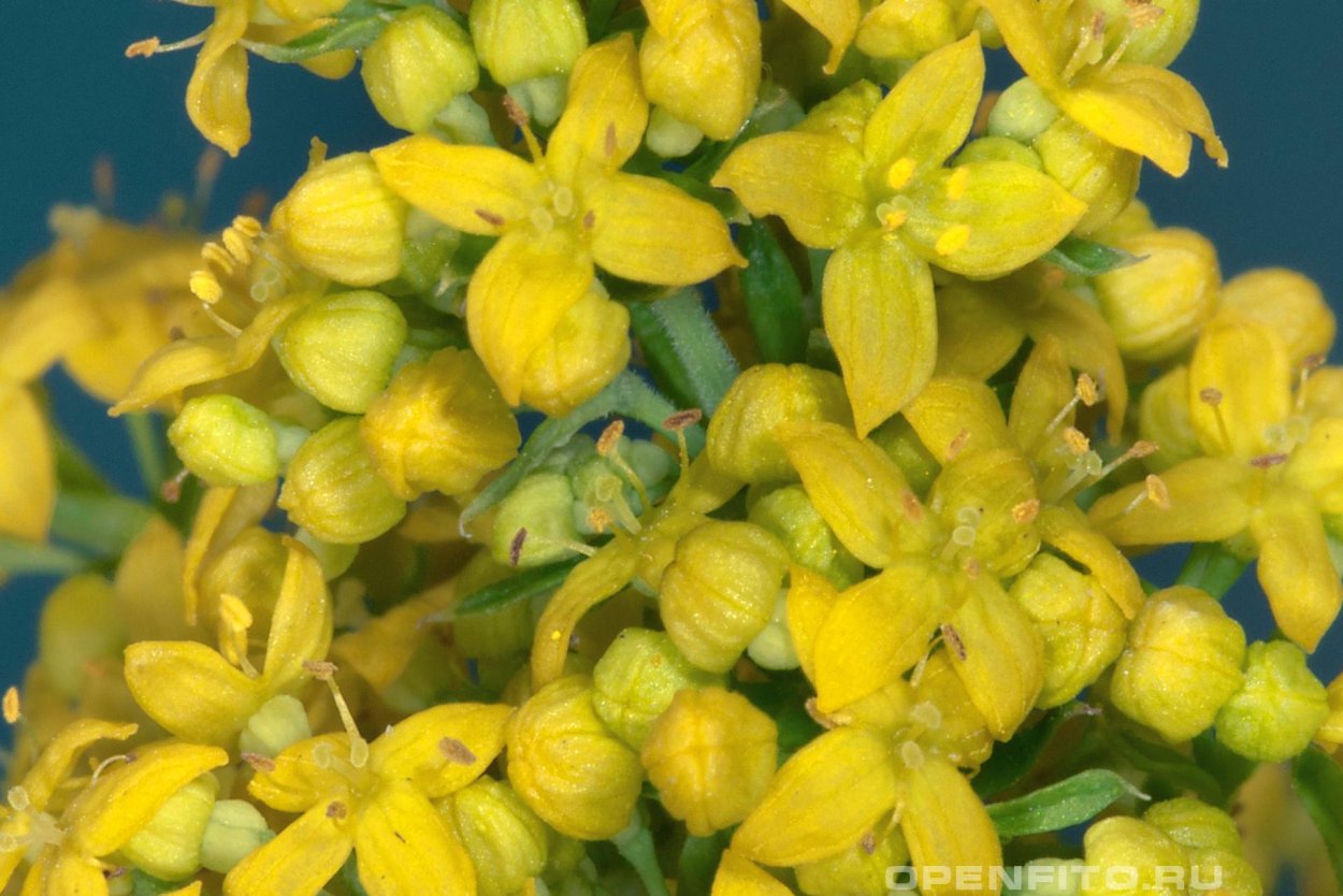 Алиссум Бурачок скальный