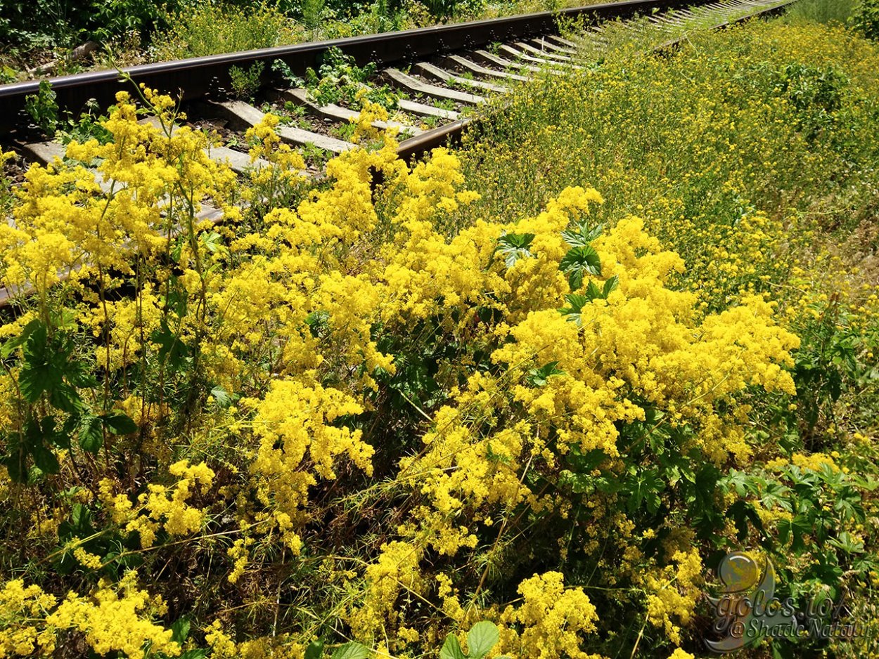 Садовая Мимоза золотарник