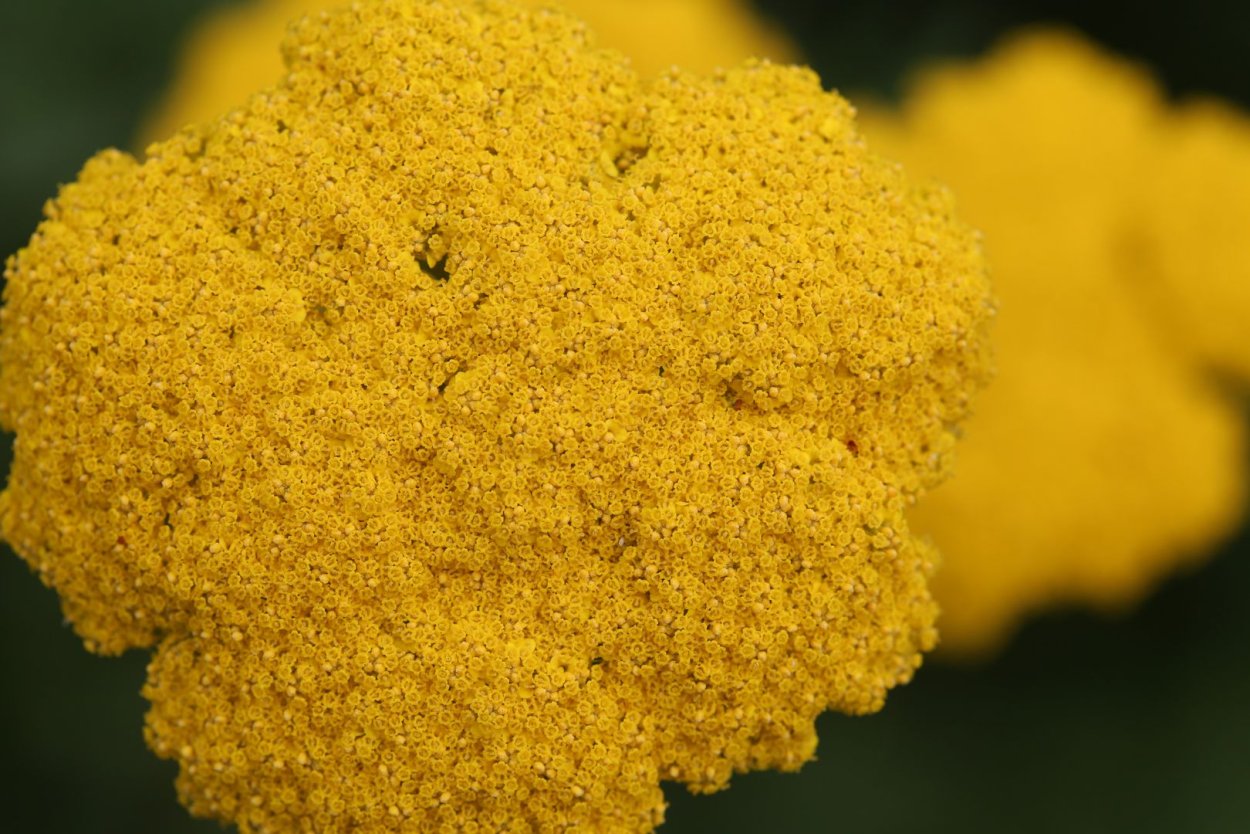 Желтые полевые цветы с медовым запахом