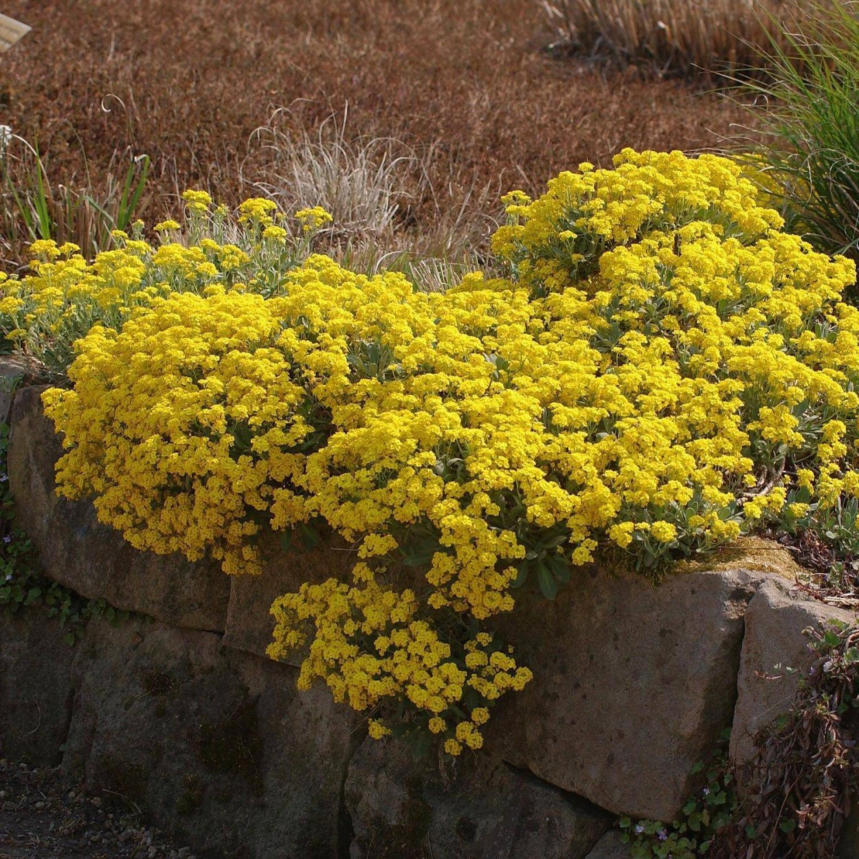 Пчела на желтом цветке