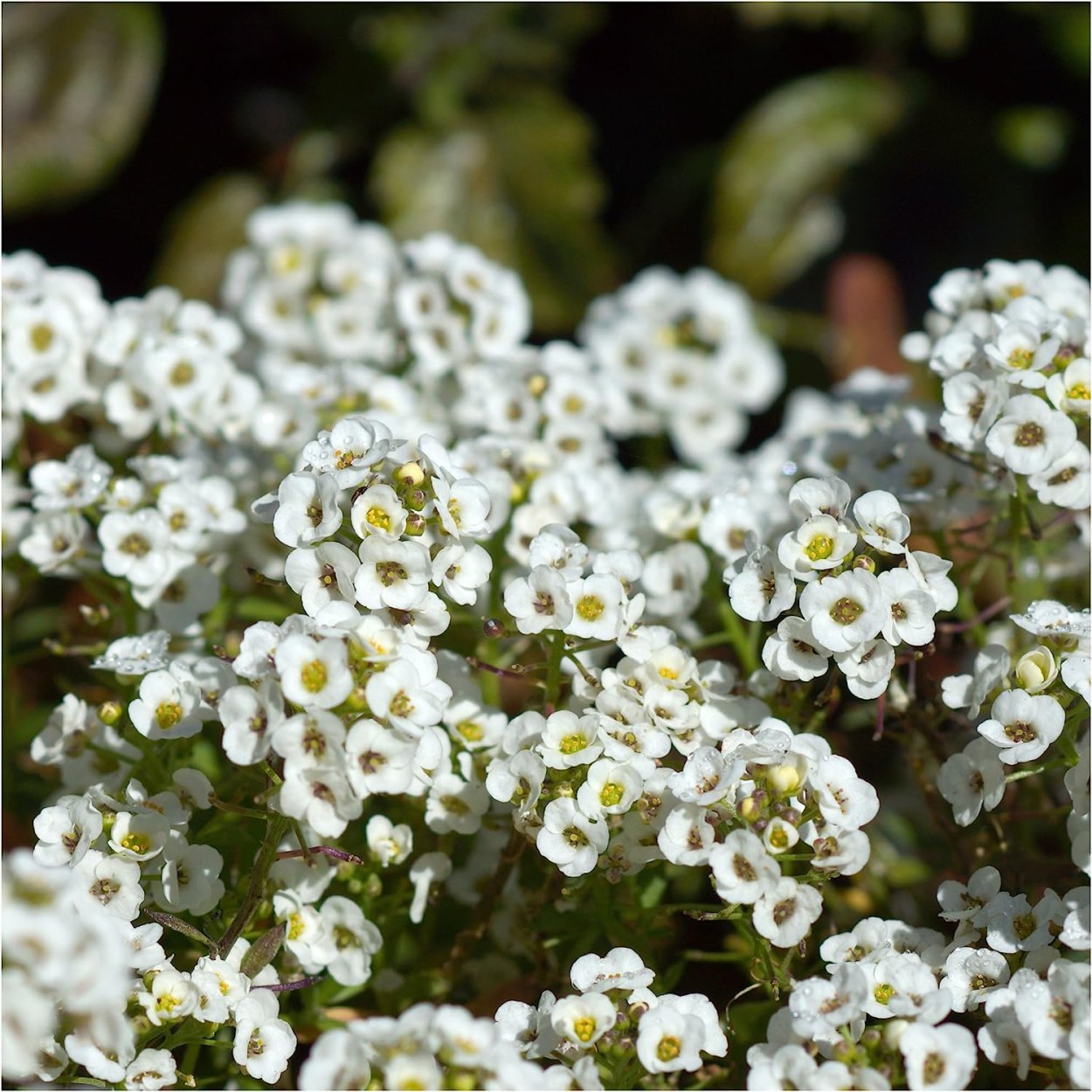 Многолистник луговойжелтый