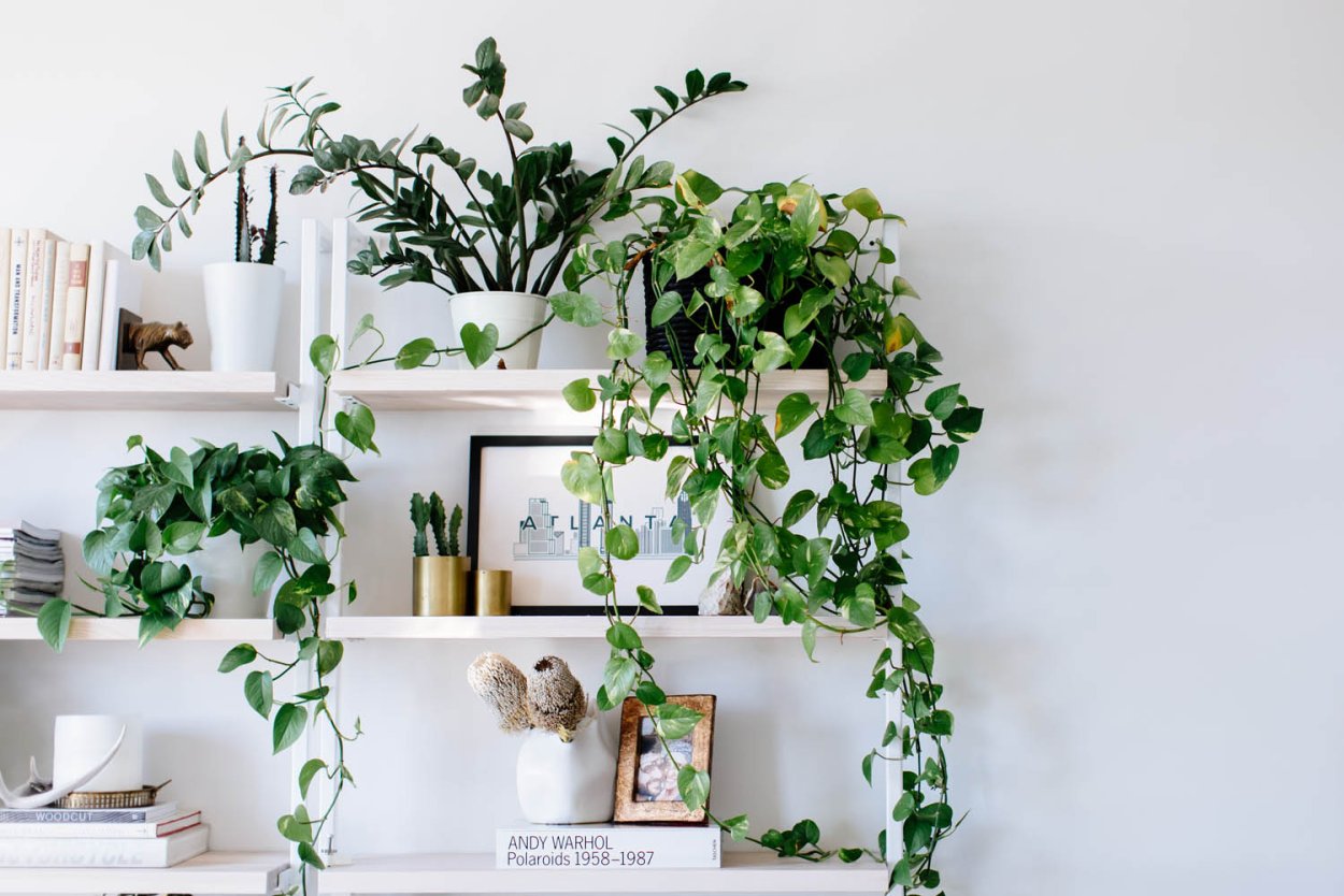 Фикус Минимализм