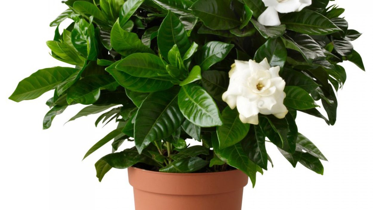 Гипоэстес листоколосниковый