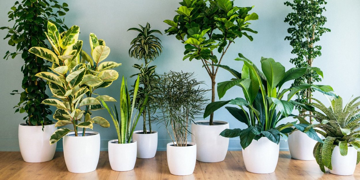 Комнатные цветы в горшках