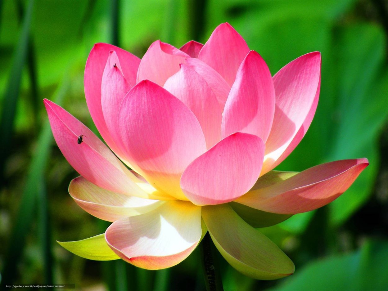 Опаловый Лотос