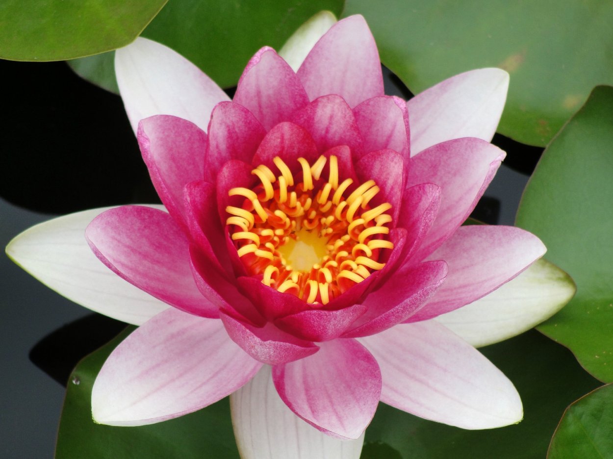 Нилуфар цветок