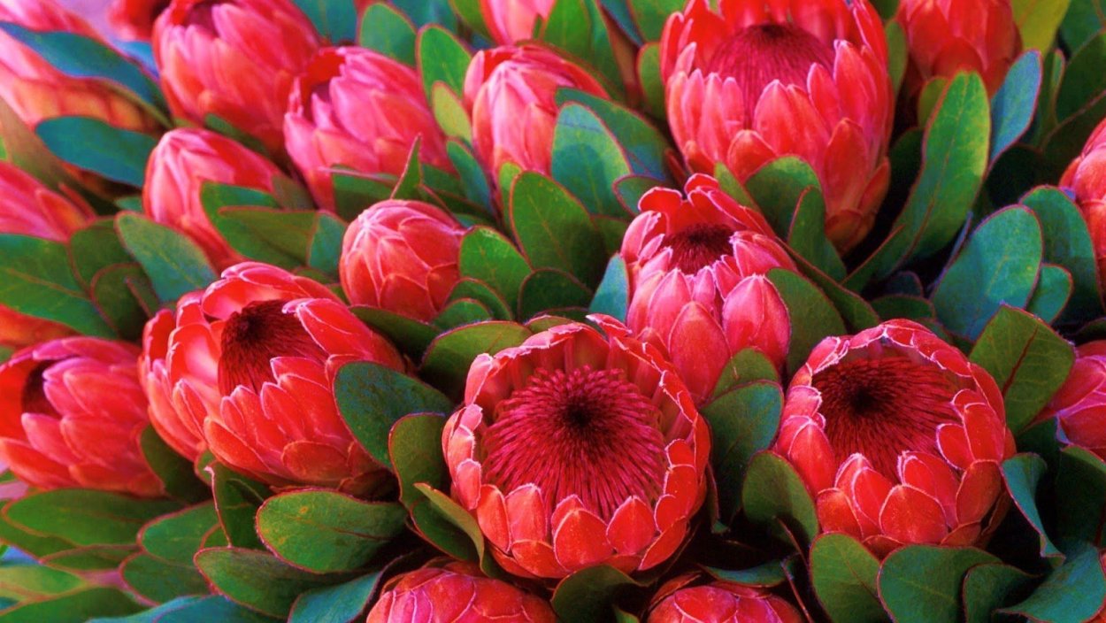 Лилия Пинк Флауэр