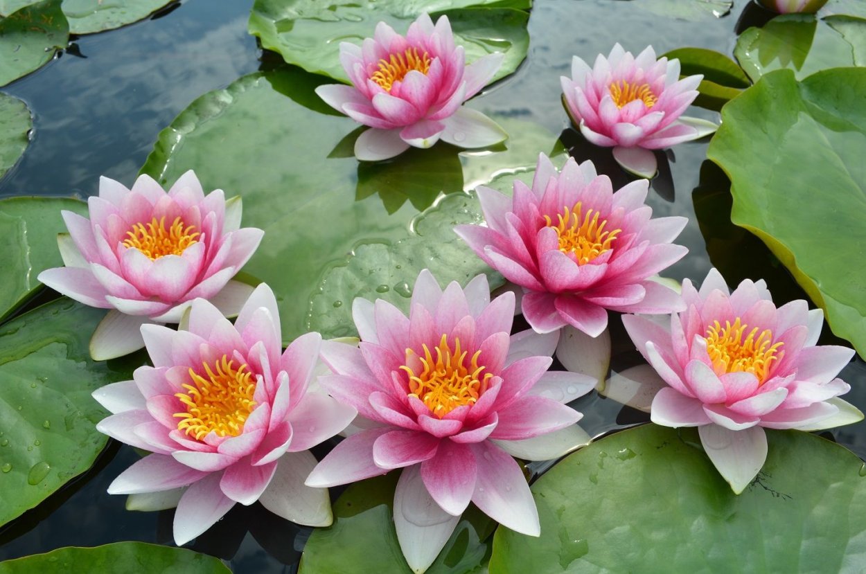 Нимфея водяная Лилия сиреневая