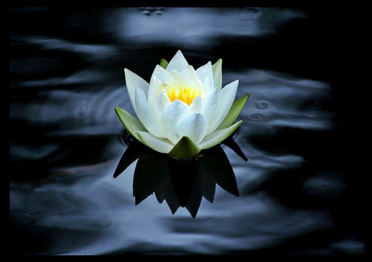 Голубой Лотос (Nymphaea caerulea)