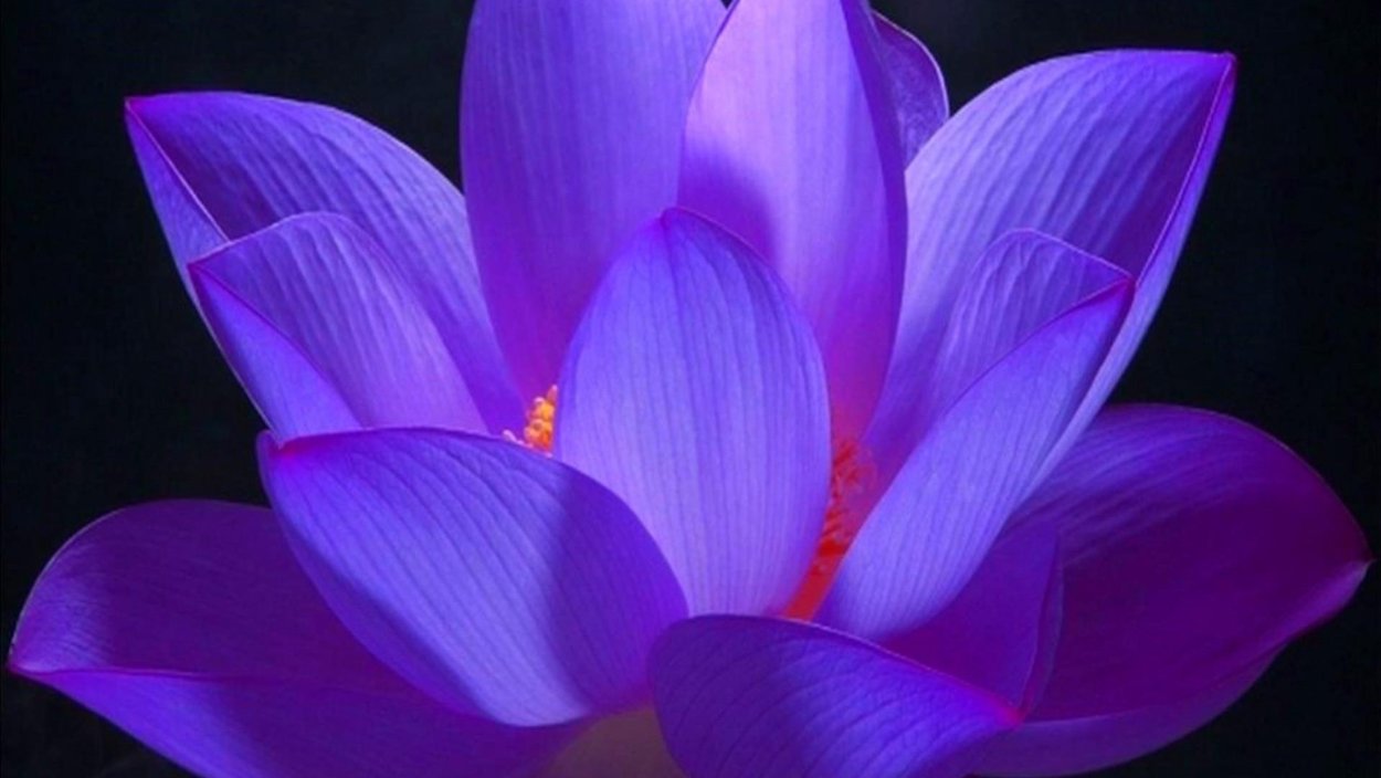 Девятилистный Лотос