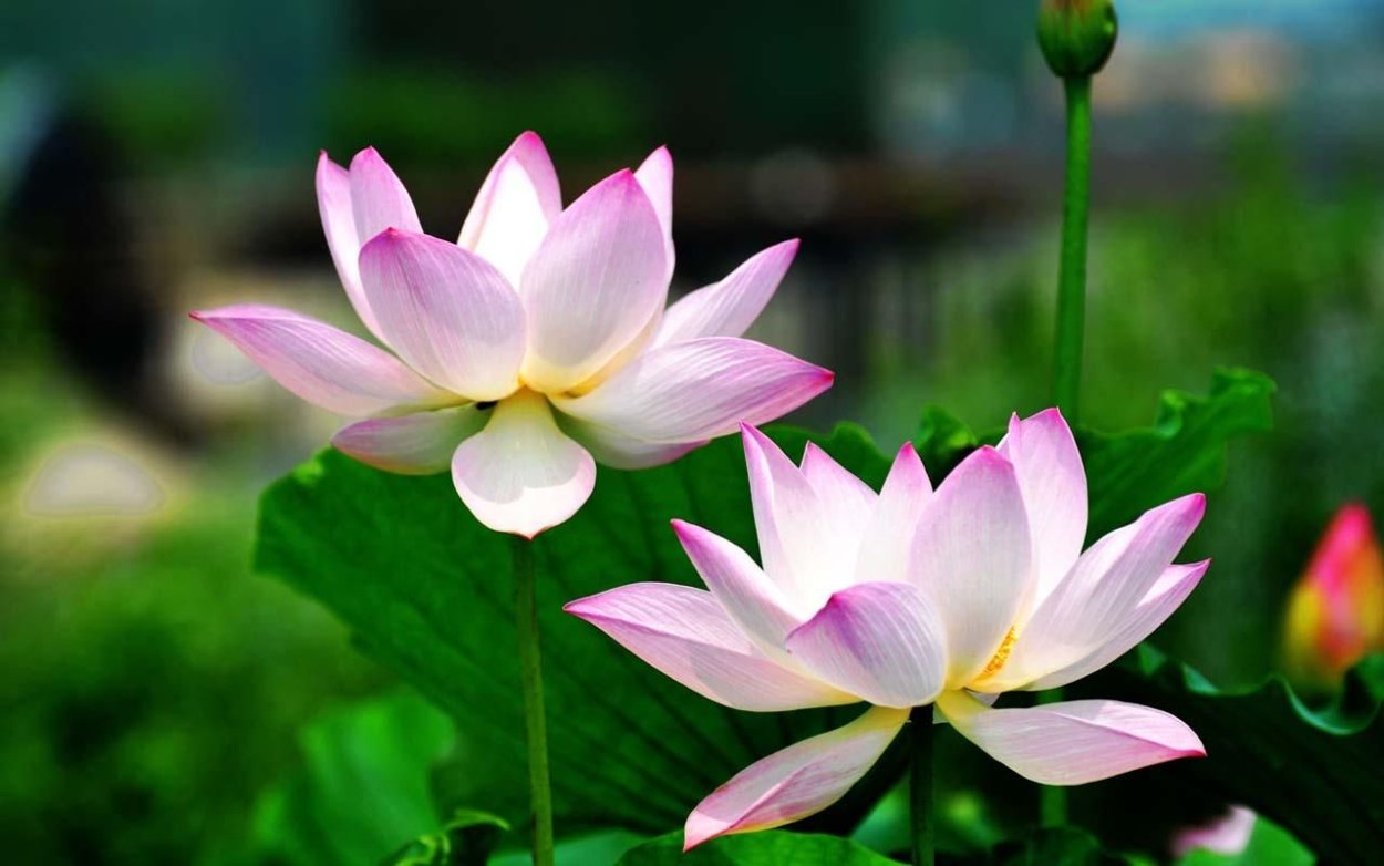 Лотус Фловер