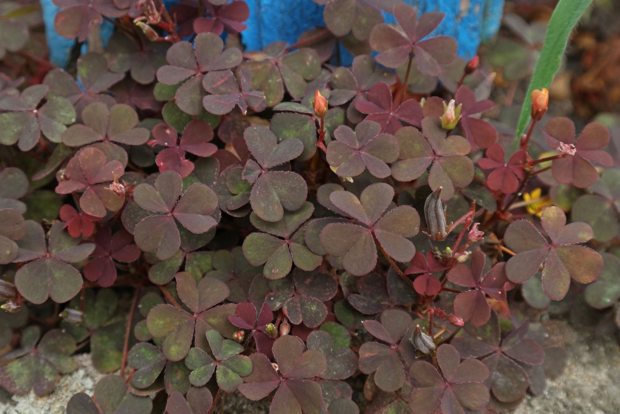 Кислица оксалис Садовая