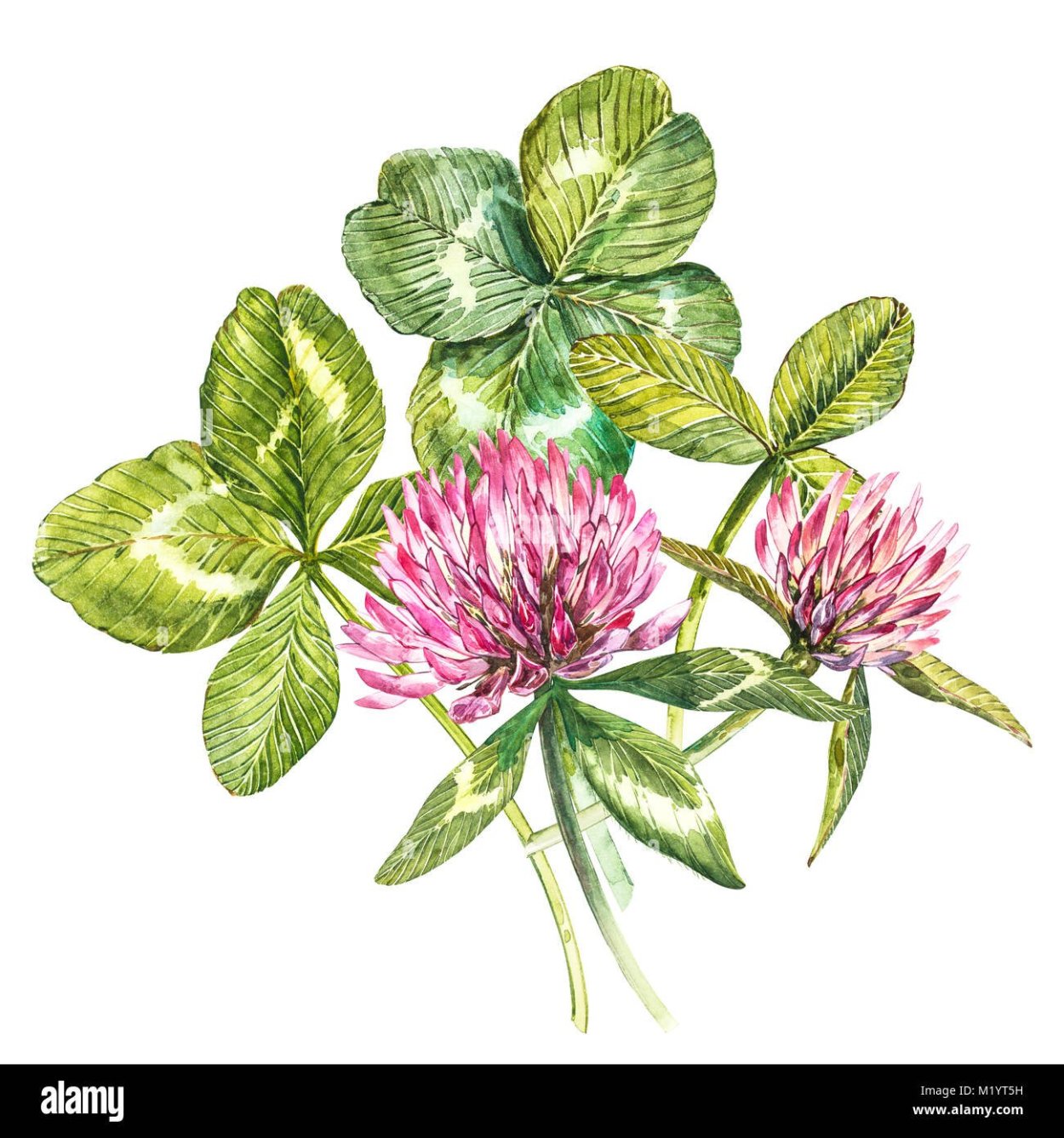 Красный Клевер акварель