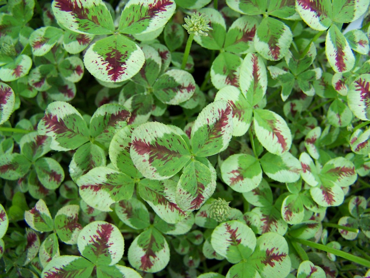 Клевер пентафиллум