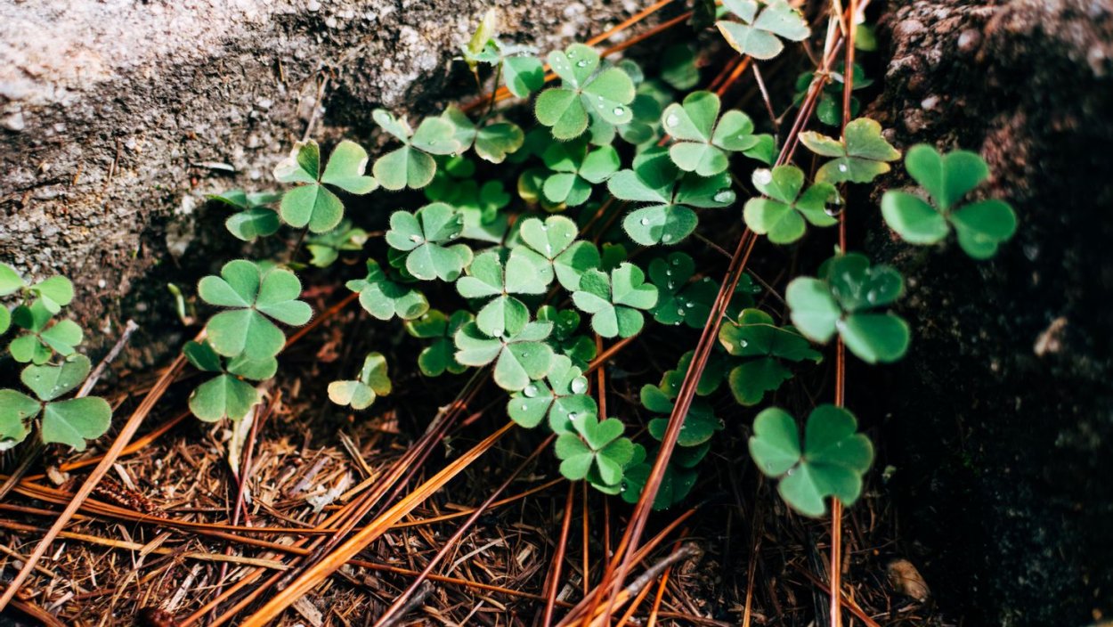 Стилизованный цветок клевера