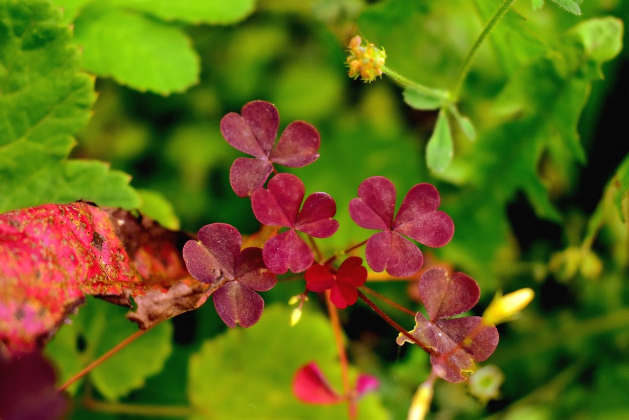 Клевер стилизация