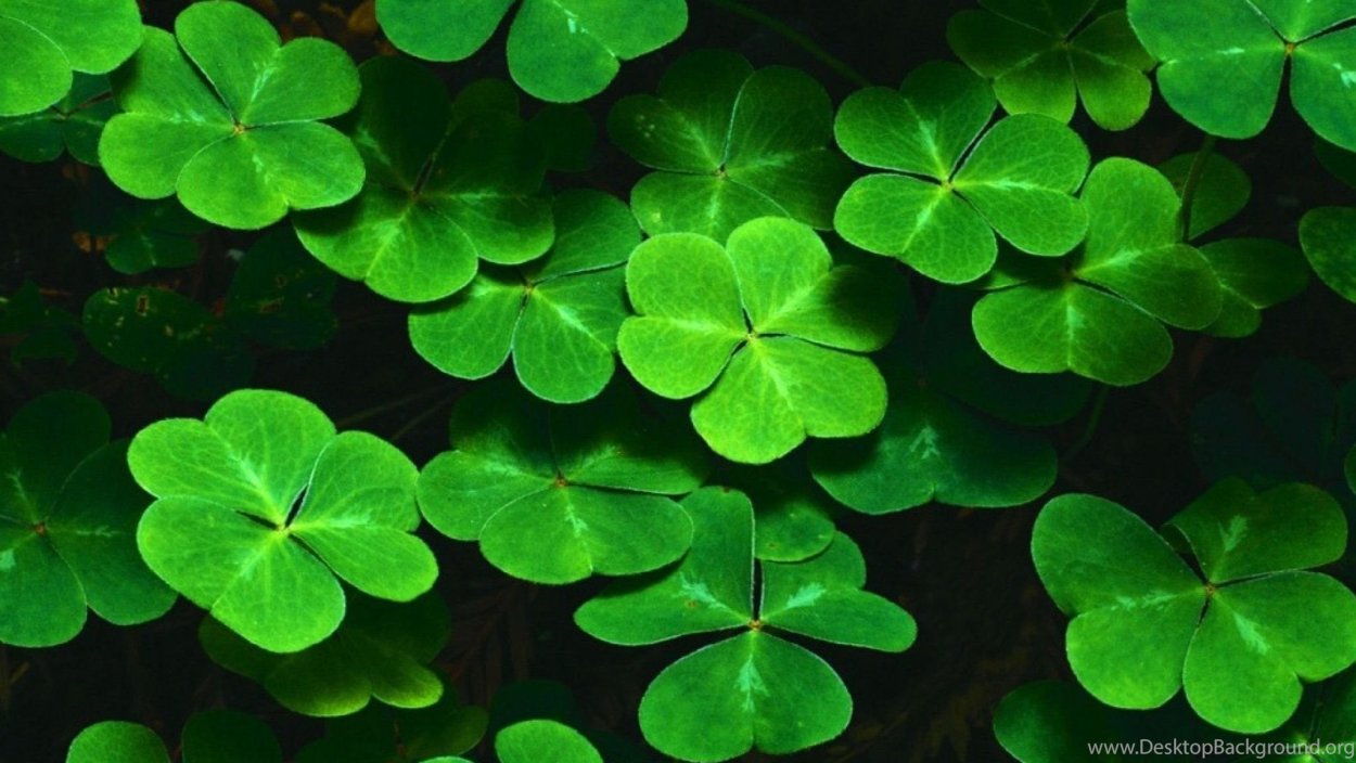 Трилистник растение