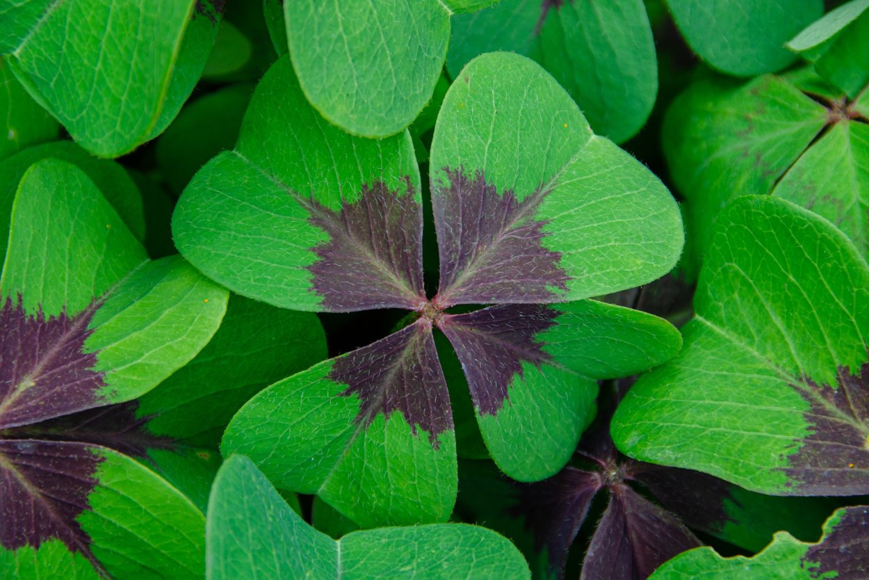 Клевер трилистник растение