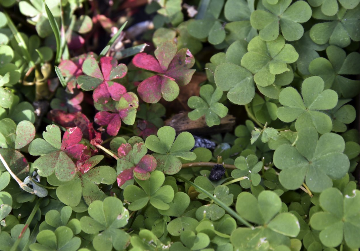 Филлодия клевера