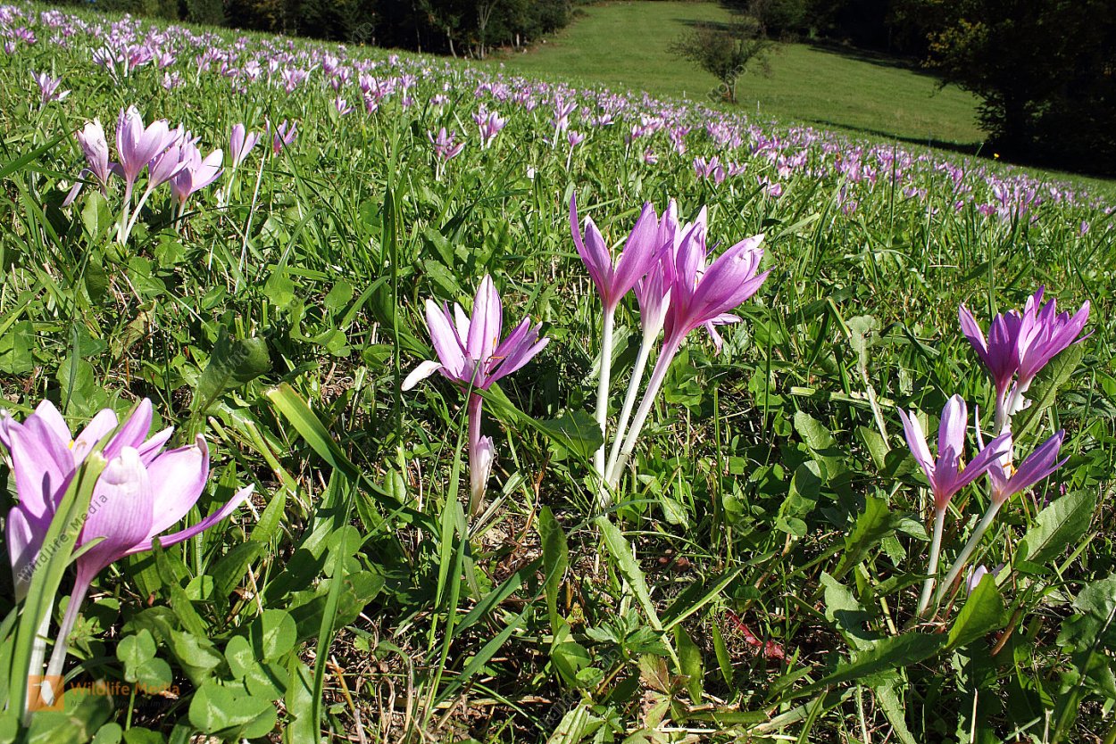 Безвременник цветок садовый