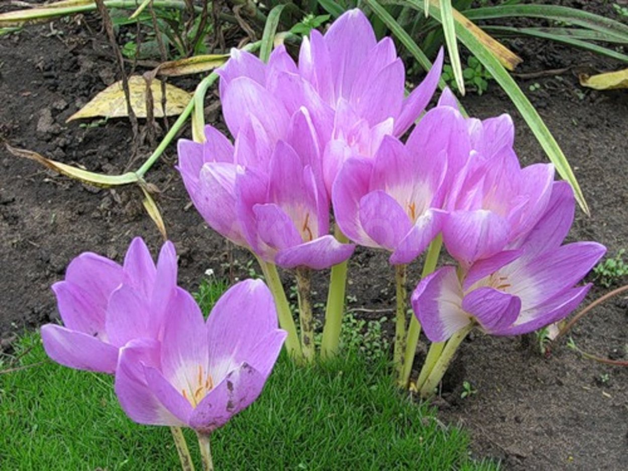 Колхикум безвременник