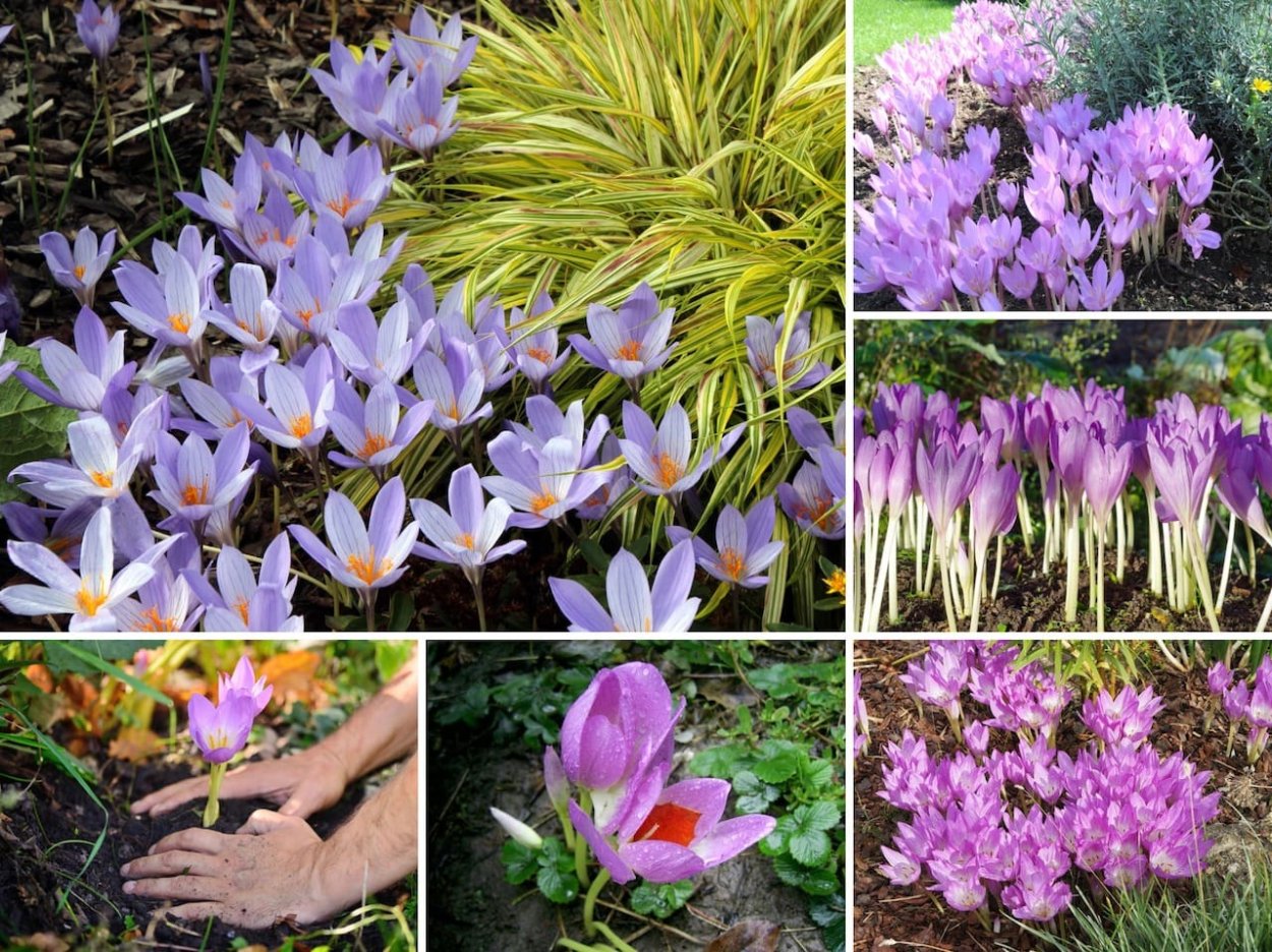 Безвременник Pleniflorum