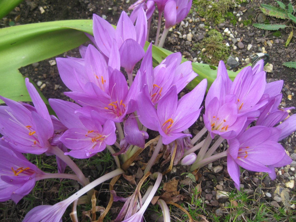 Колхикум безвременник