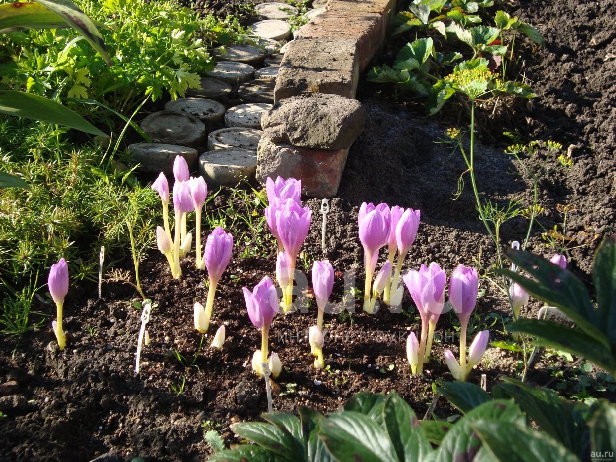 Безвременник Борнмюллера