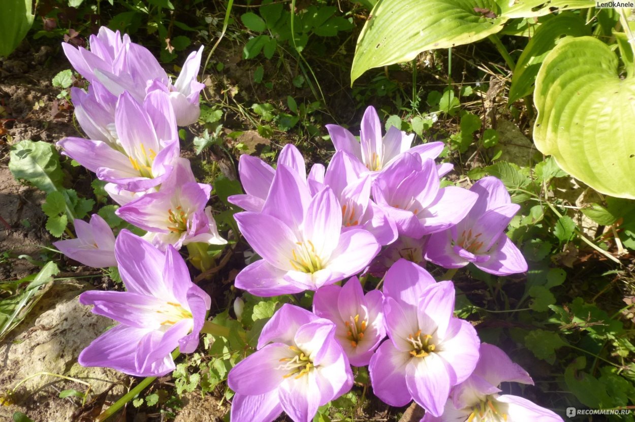 Безвременник великолепный сырье