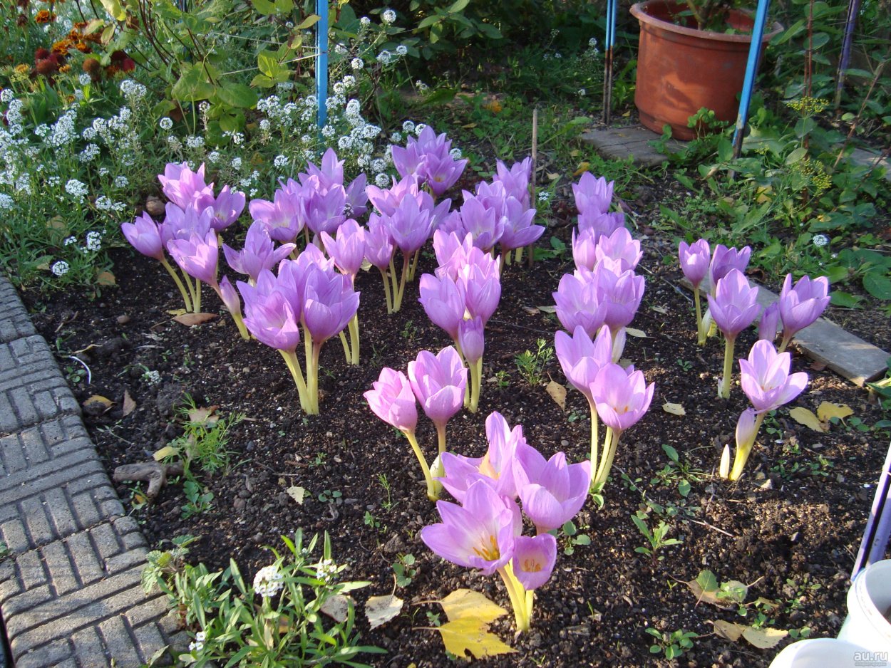 Колхикум безвременник