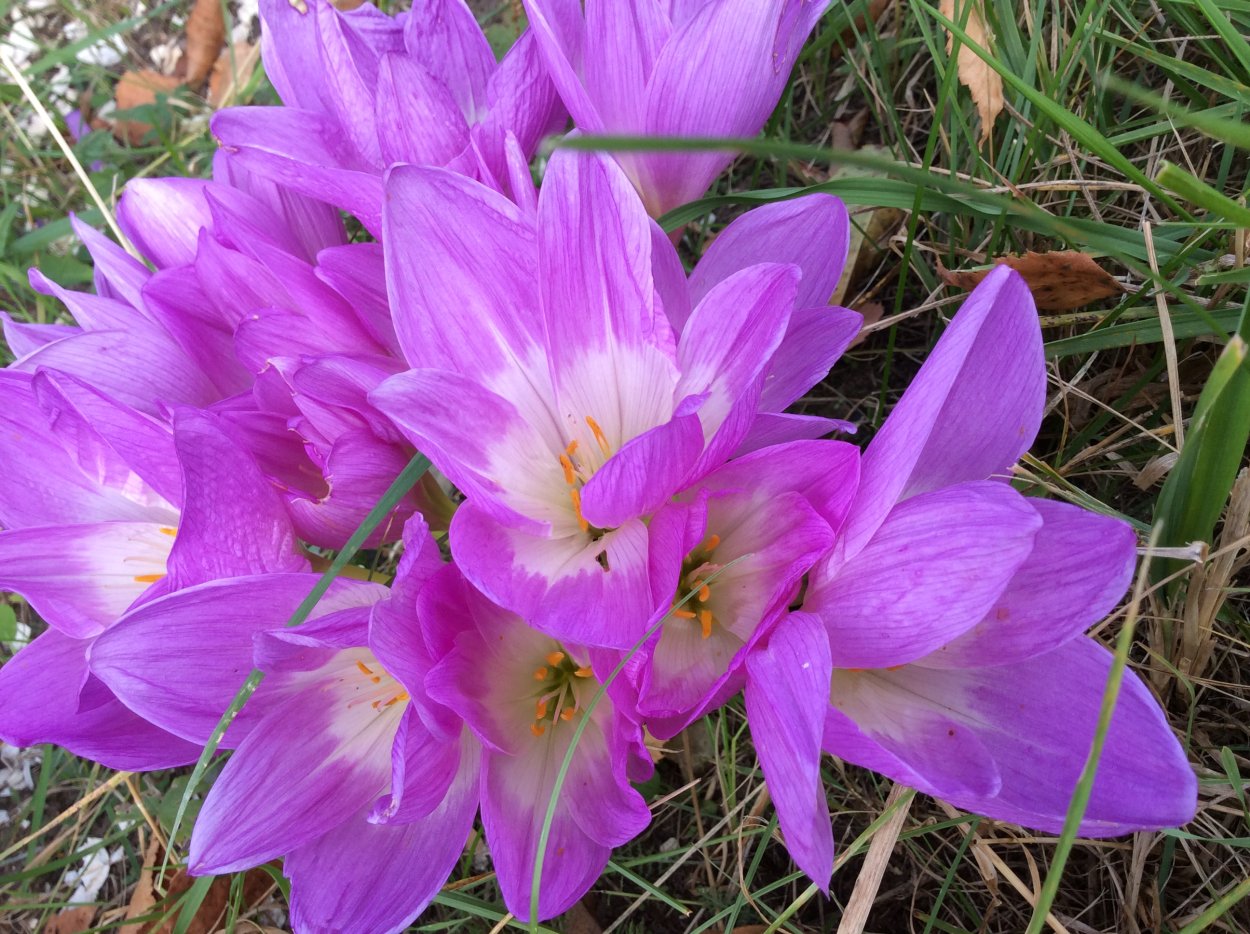 Безвременник махровый