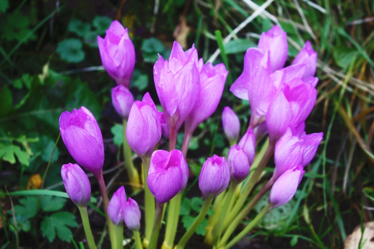 Безвременник Шовица