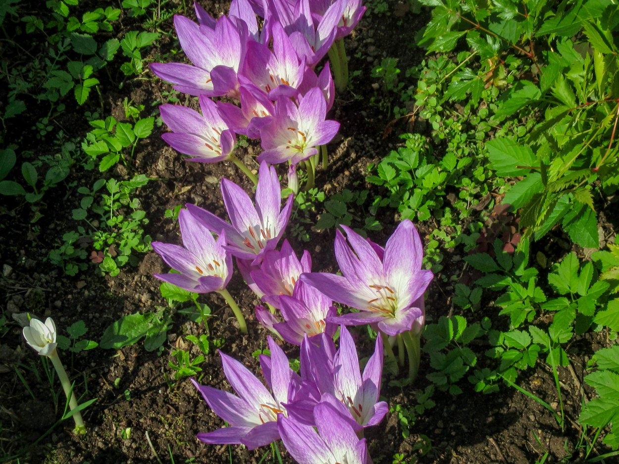 Безвременник Джайнт