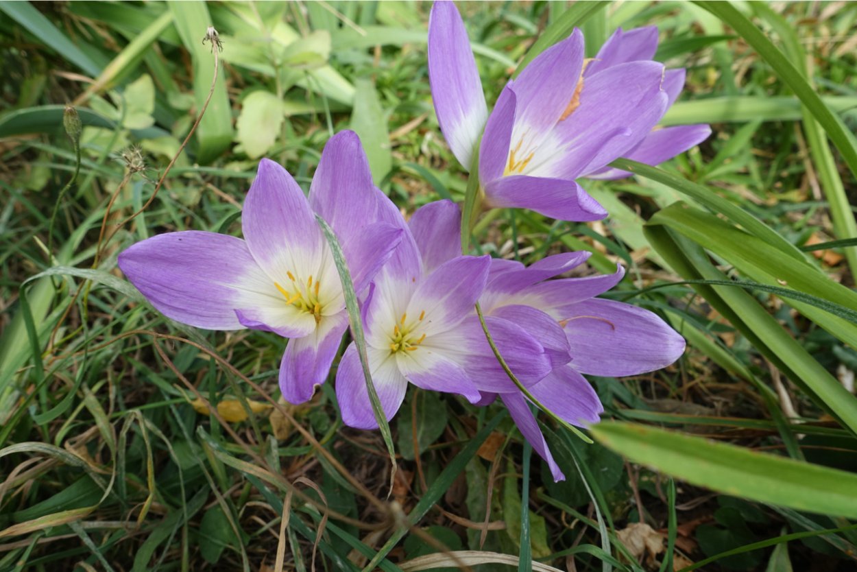 Безвременник листья весной