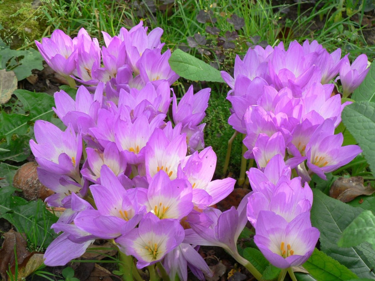 Безвременник венгерский