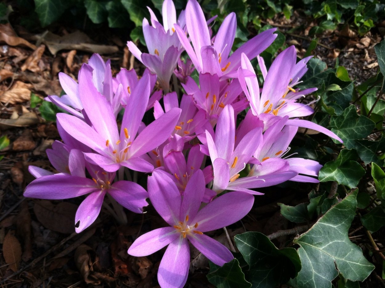 Луковичные цветы