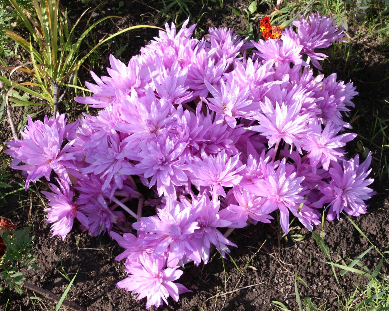 Безвременник великолепный