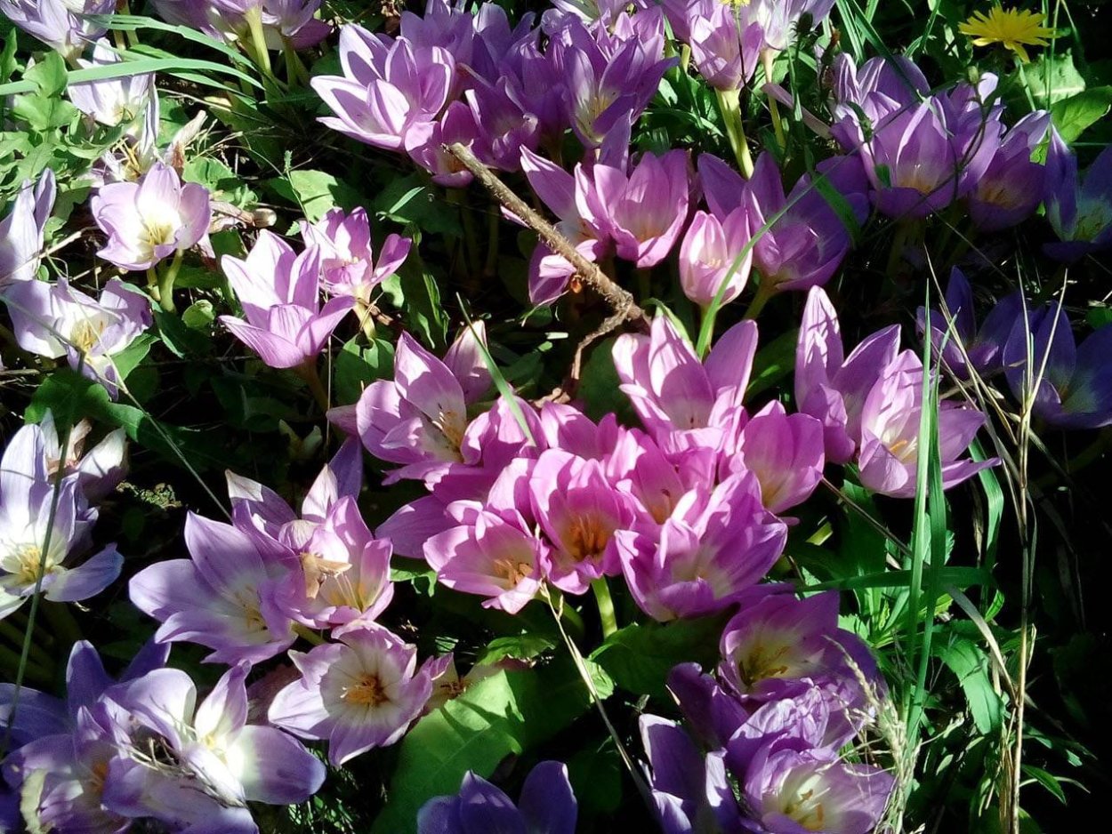 Колхикум безвременник