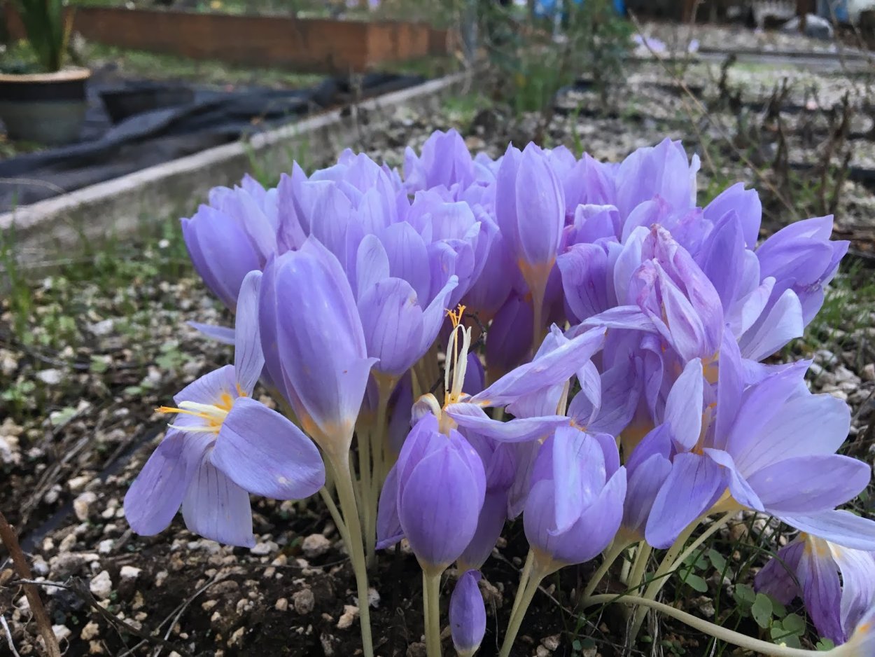 Безвременник анкарский