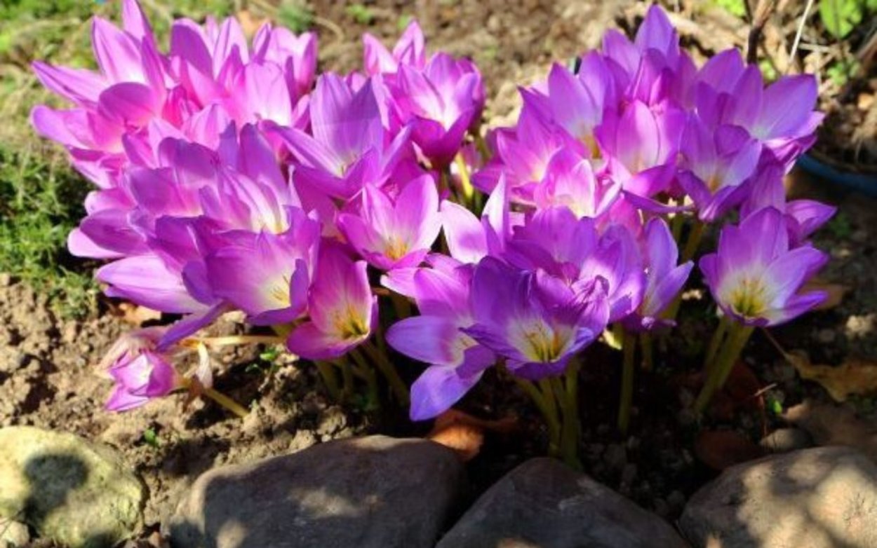 Безвременник яркий Colchicum laetum