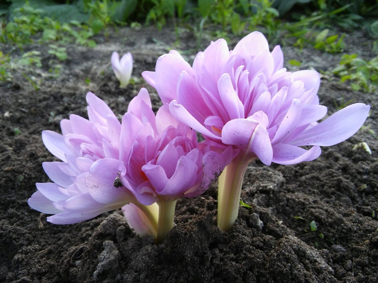 Безвременник Джайнт