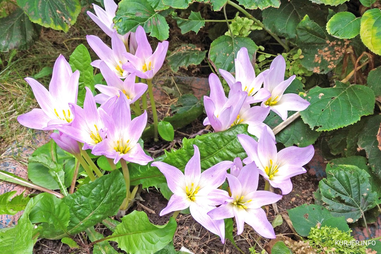 Безвременник Борнмюллера