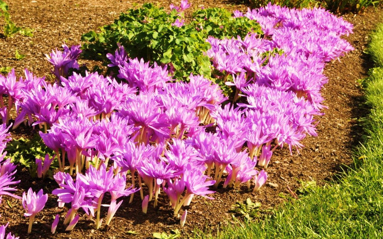 Безвременник Арлекин