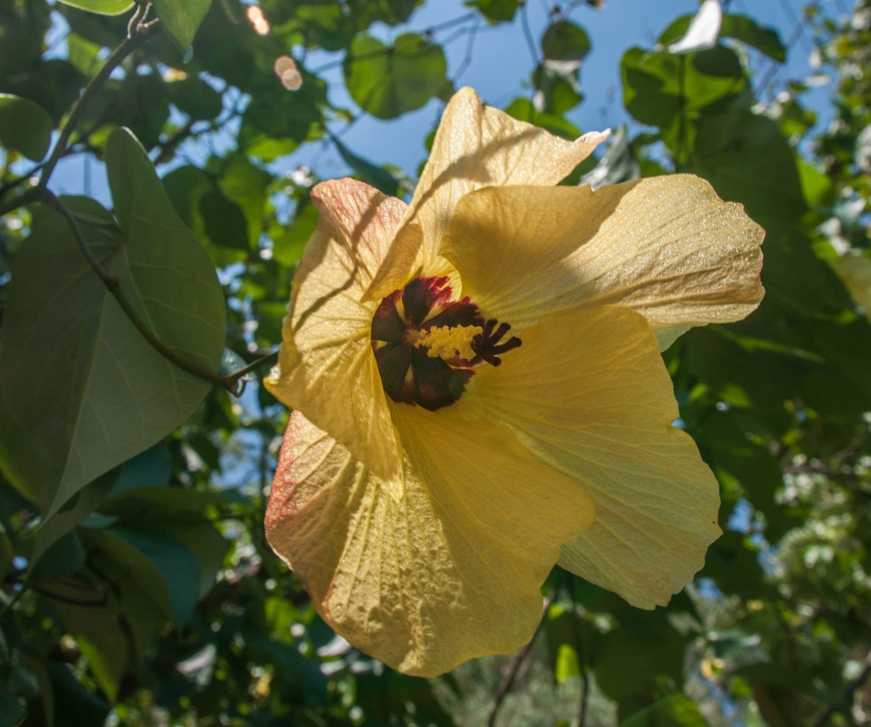 Гибискус Липовидный вариегатный