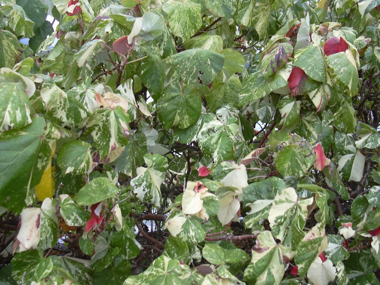 Гибискус Липовидный вариегатный