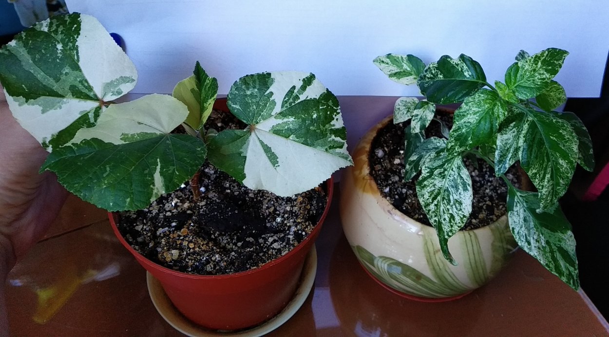 Гибискус tiliaceus variegata